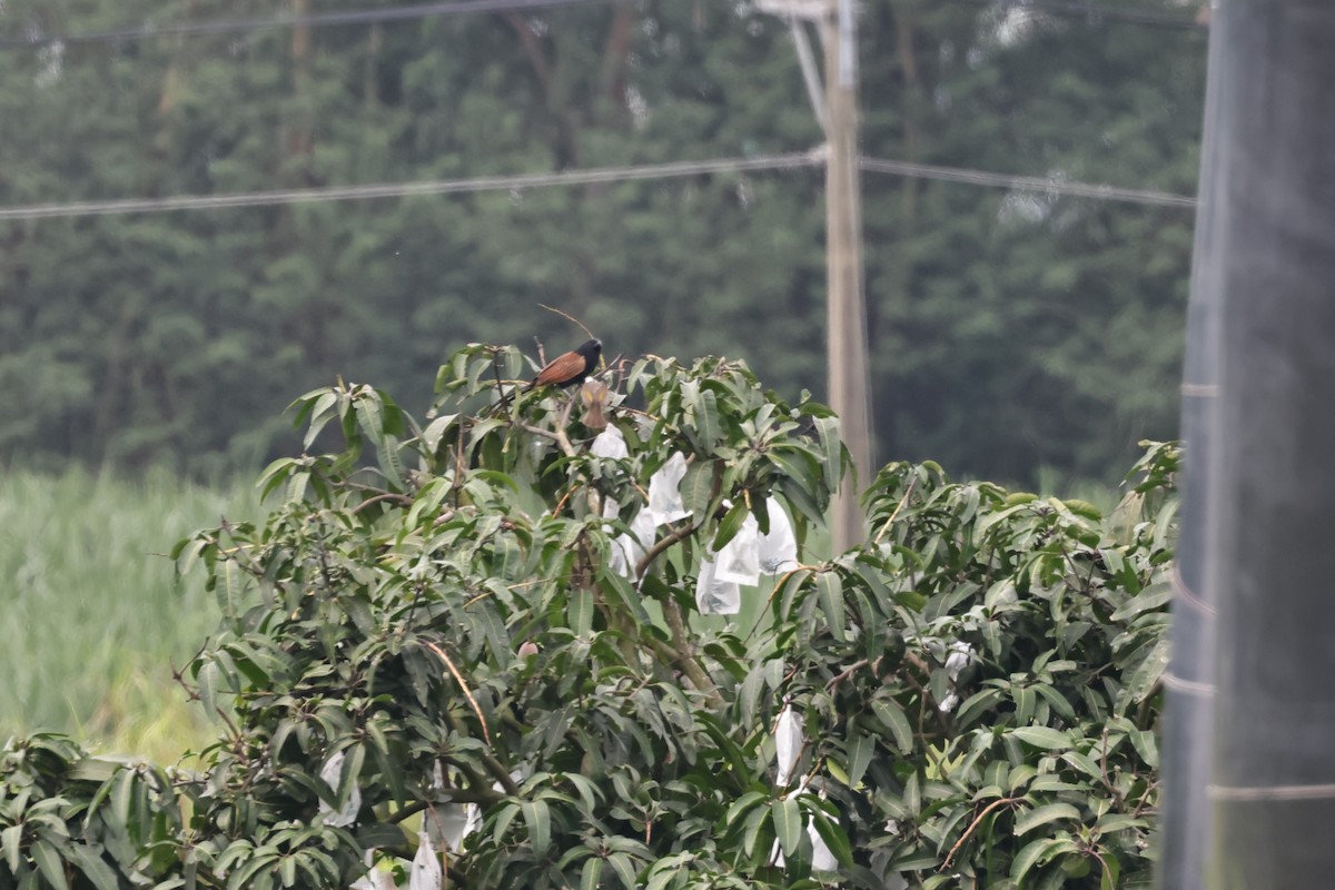 Lesser Coucal - HsuehHung Chang