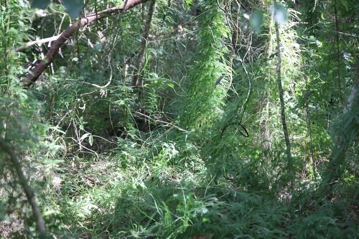 Gray Gerygone - ML619018159