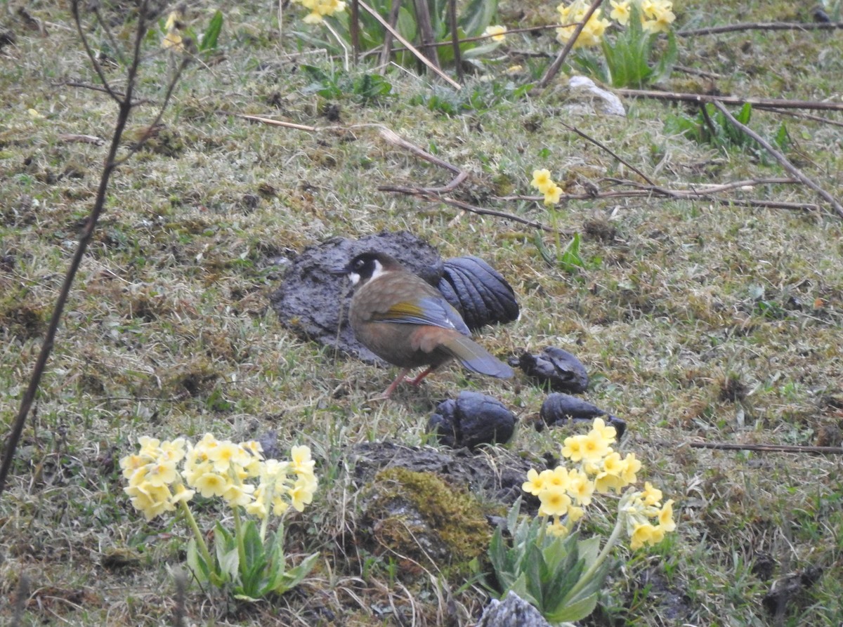 Black-faced Laughingthrush - ML619018161