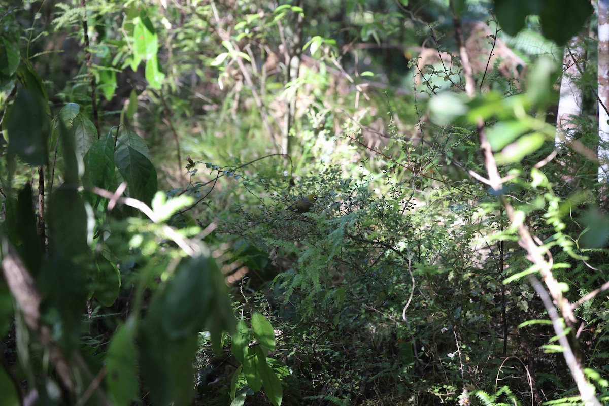 Silvereye - ML619018164