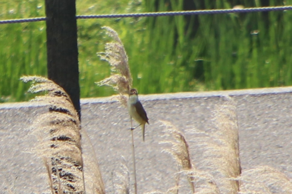 Oriental Reed Warbler - Johnny Robertson