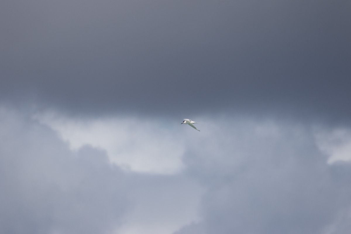 rybák běločelý - ML619018181