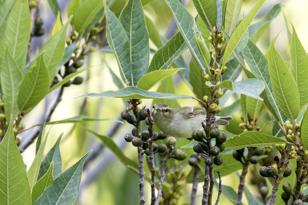 Greenish Warbler - Ramesh Shenai