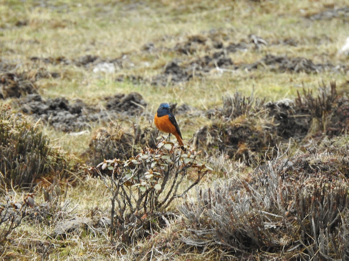 Blue-fronted Redstart - Suebsawat Sawat-chuto