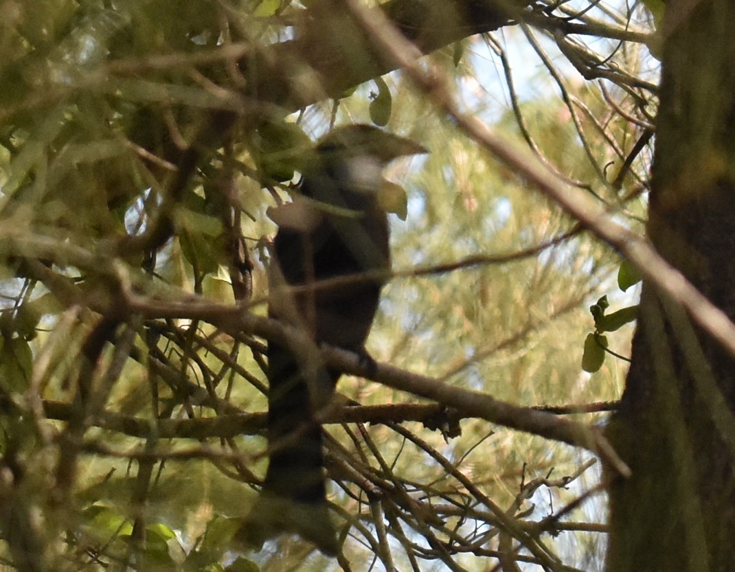 Spangled Drongo - ML619018215