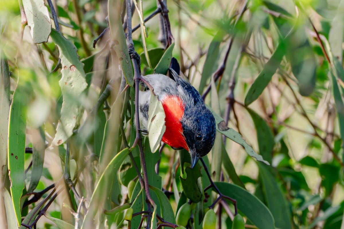 Mistletoebird - ML619018216