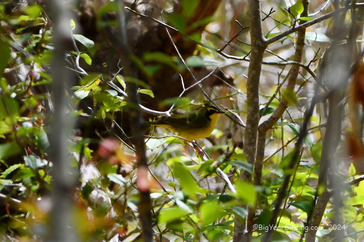 Kentucky Warbler - ML619018241