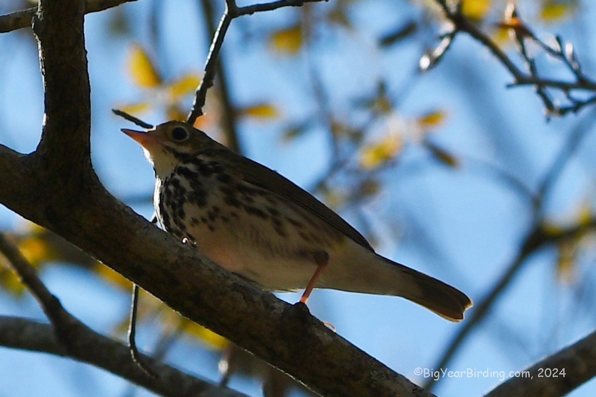 Ovenbird - ML619018246