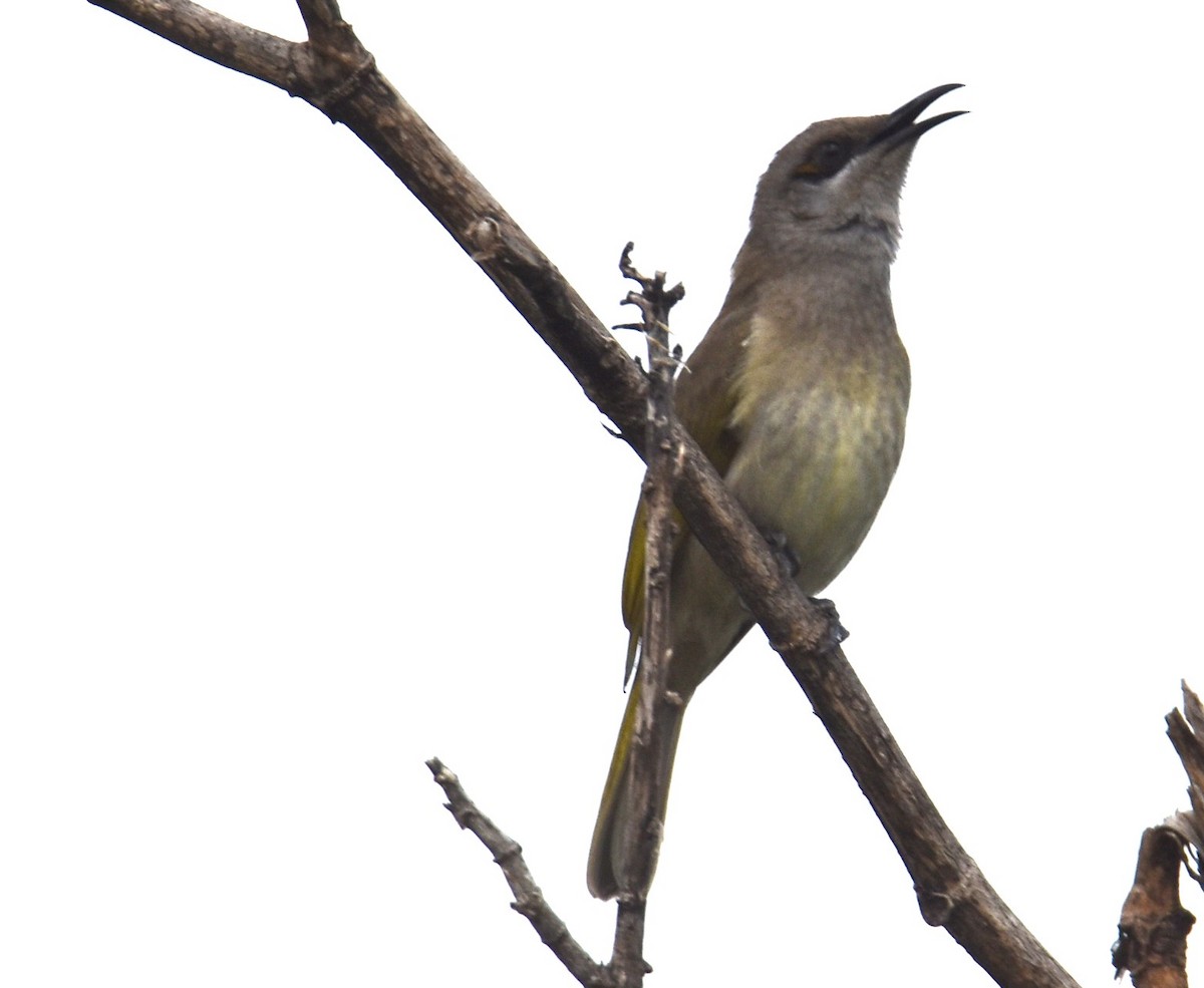 Brown Honeyeater - ML619018254