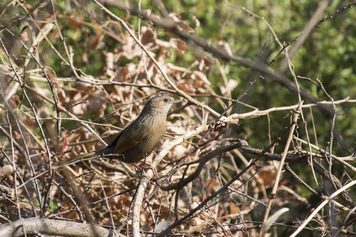 Streaked Laughingthrush - Ramesh Shenai