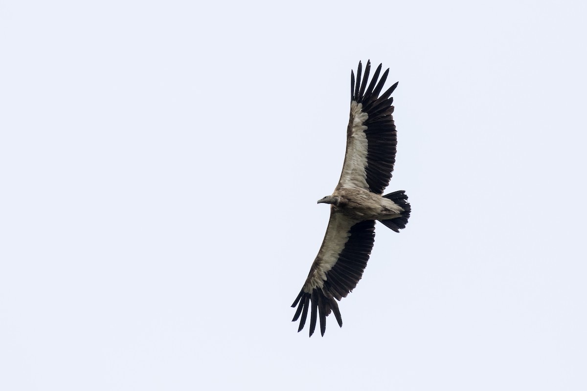 Himalayan Griffon - Ramesh Shenai