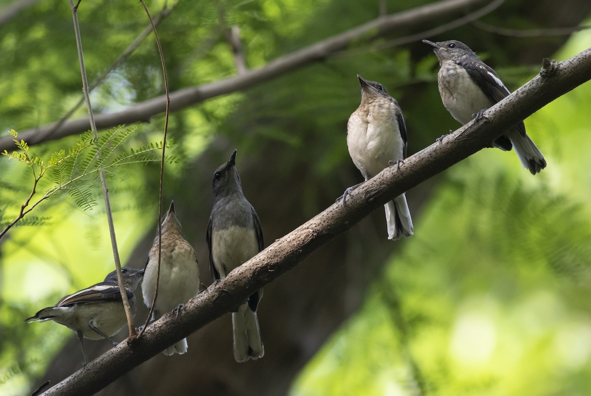 Oriental Magpie-Robin - Zaber Ansary -BirdingBD Tours