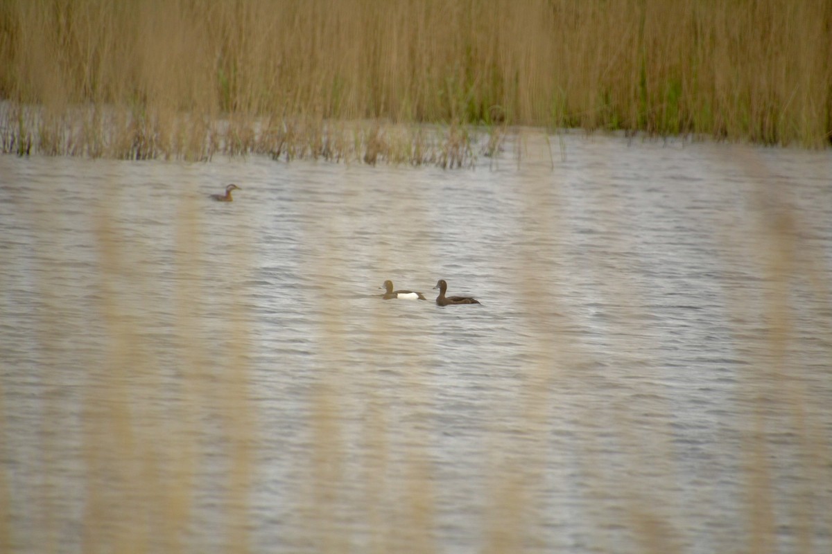 Tufted Duck - ML619018323