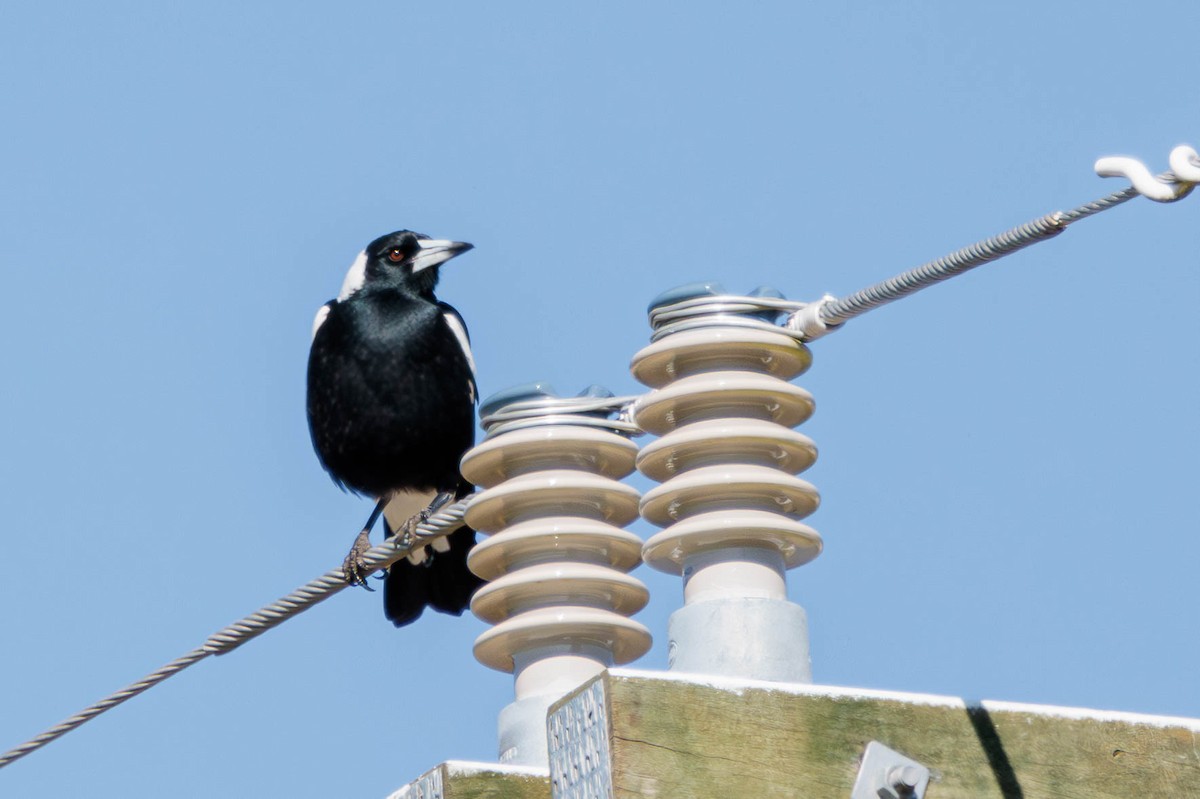 Australian Magpie - ML619018388