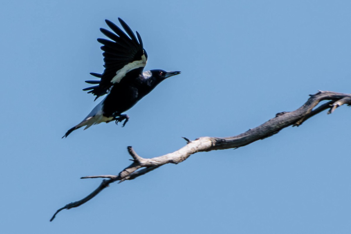 Australian Magpie - Pierce Louderback