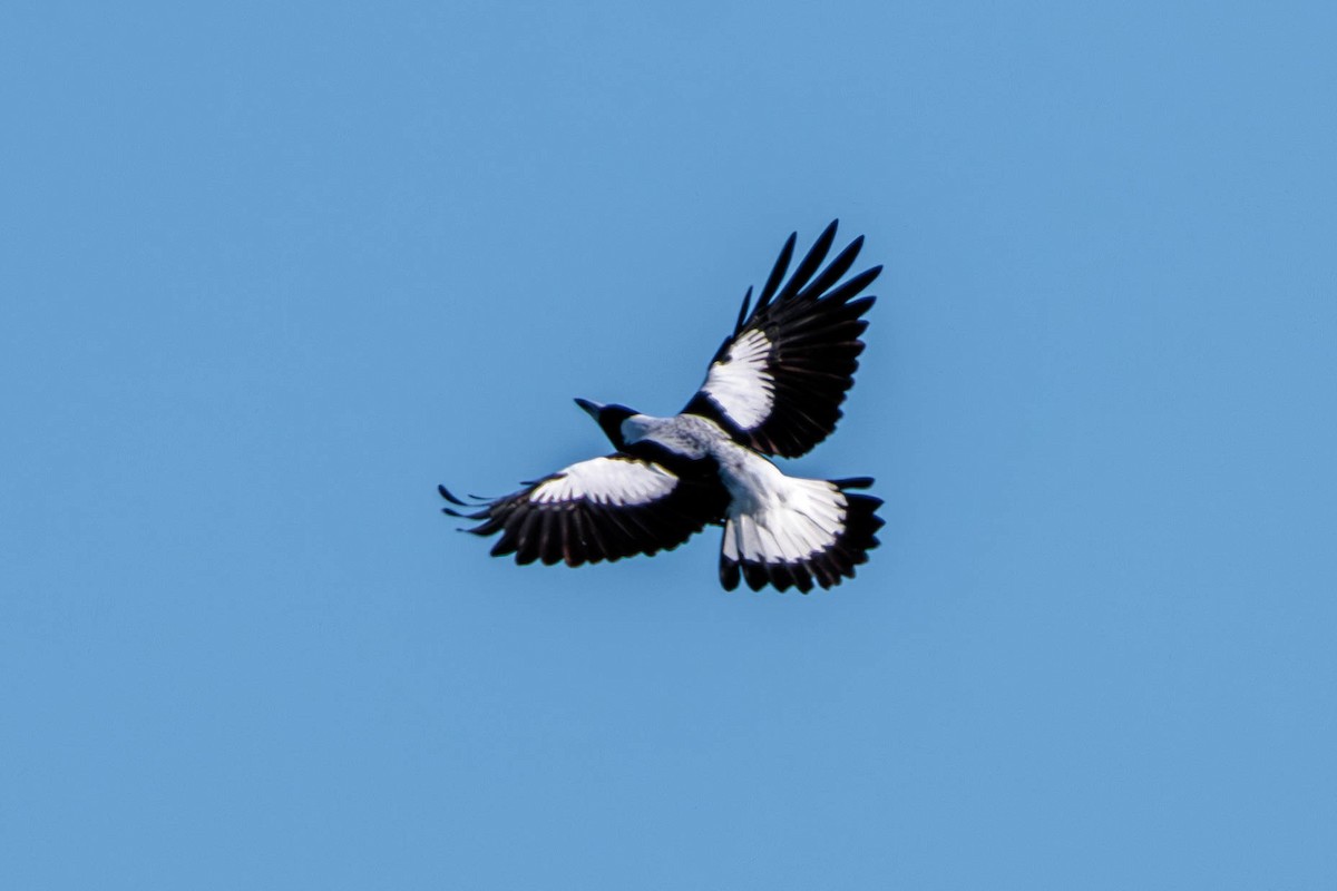 Australian Magpie - Pierce Louderback