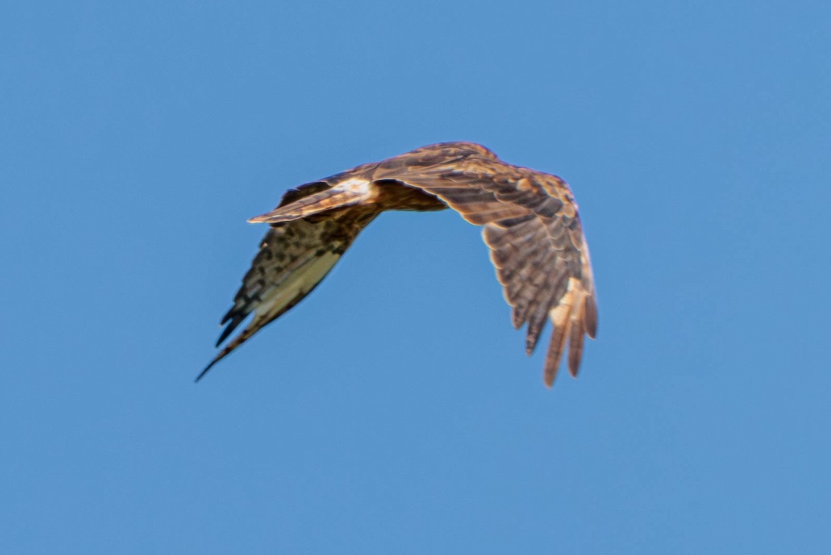 Swamp Harrier - Pierce Louderback