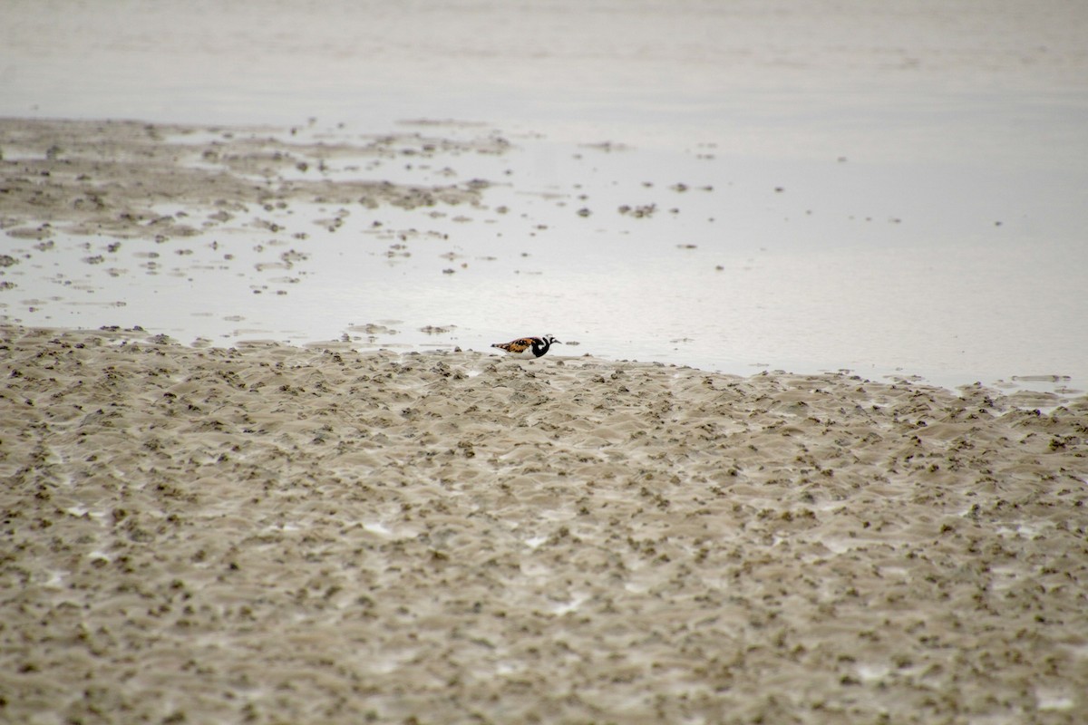 Ruddy Turnstone - ML619018394