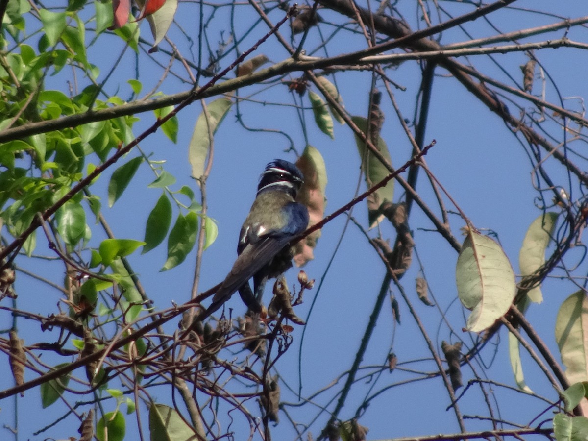 Whiskered Treeswift - Merganser Man