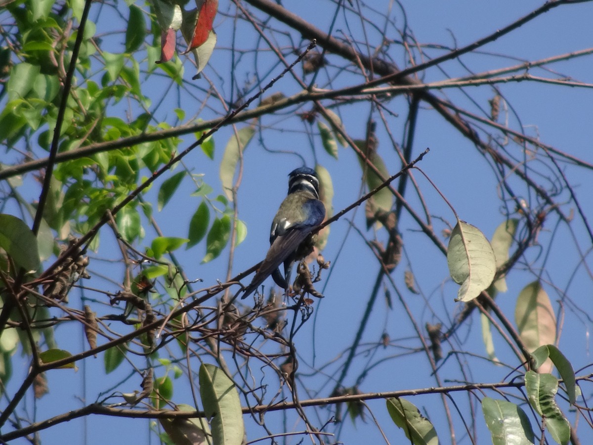 Whiskered Treeswift - ML619018416