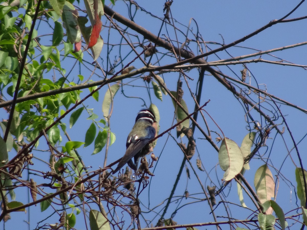 Whiskered Treeswift - Merganser Man