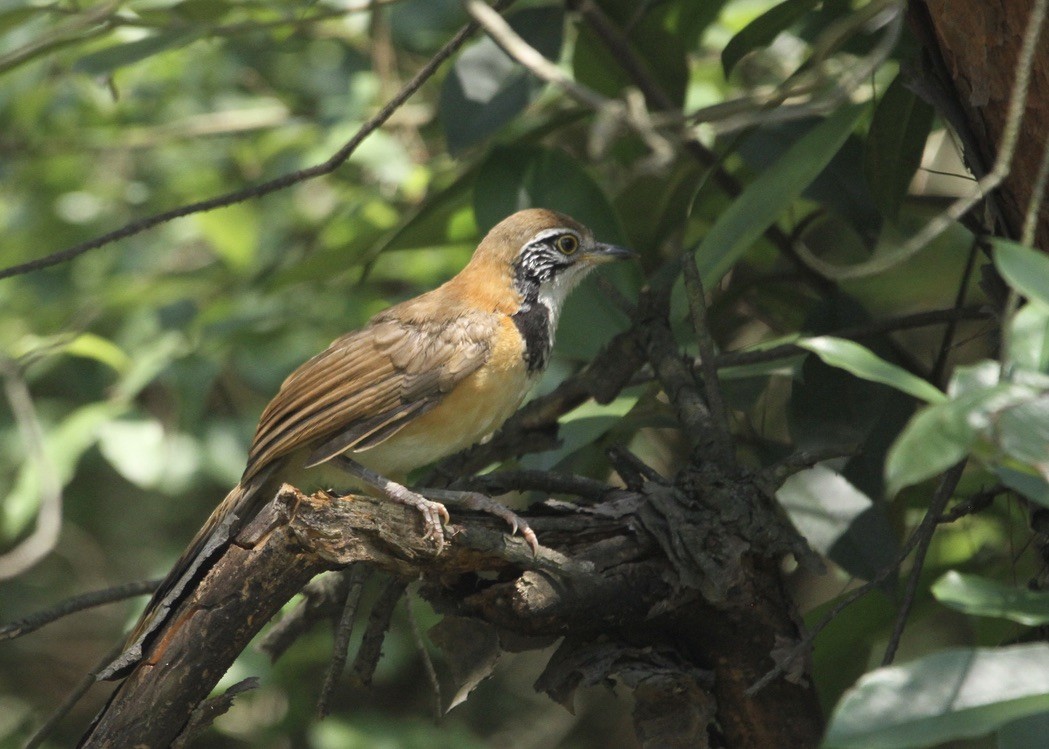 Greater Necklaced Laughingthrush - ML619018421