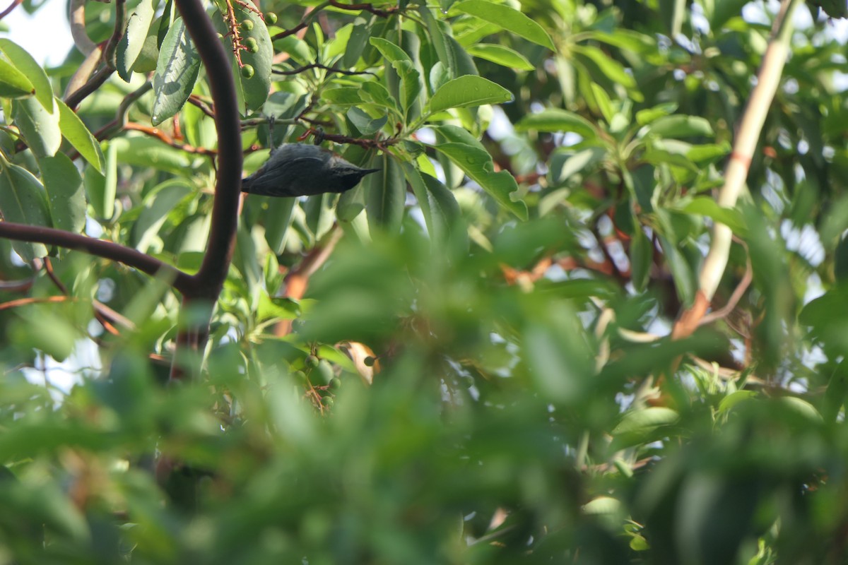 Krüper's Nuthatch - ML619018441