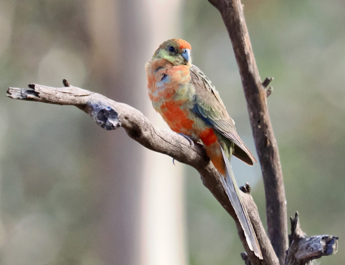 Western Rosella - Ken Glasson