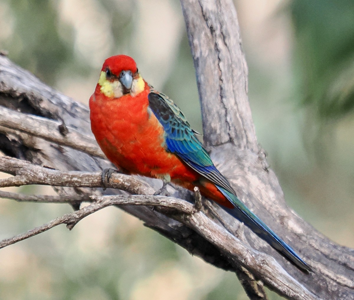 Western Rosella - Ken Glasson