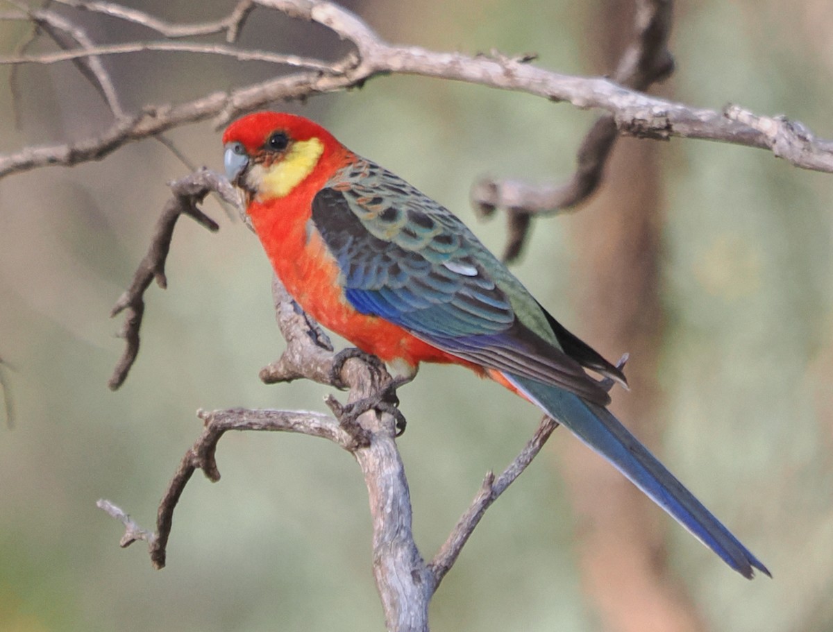 Western Rosella - Ken Glasson