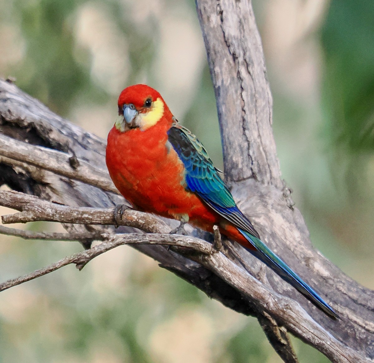 Western Rosella - Ken Glasson