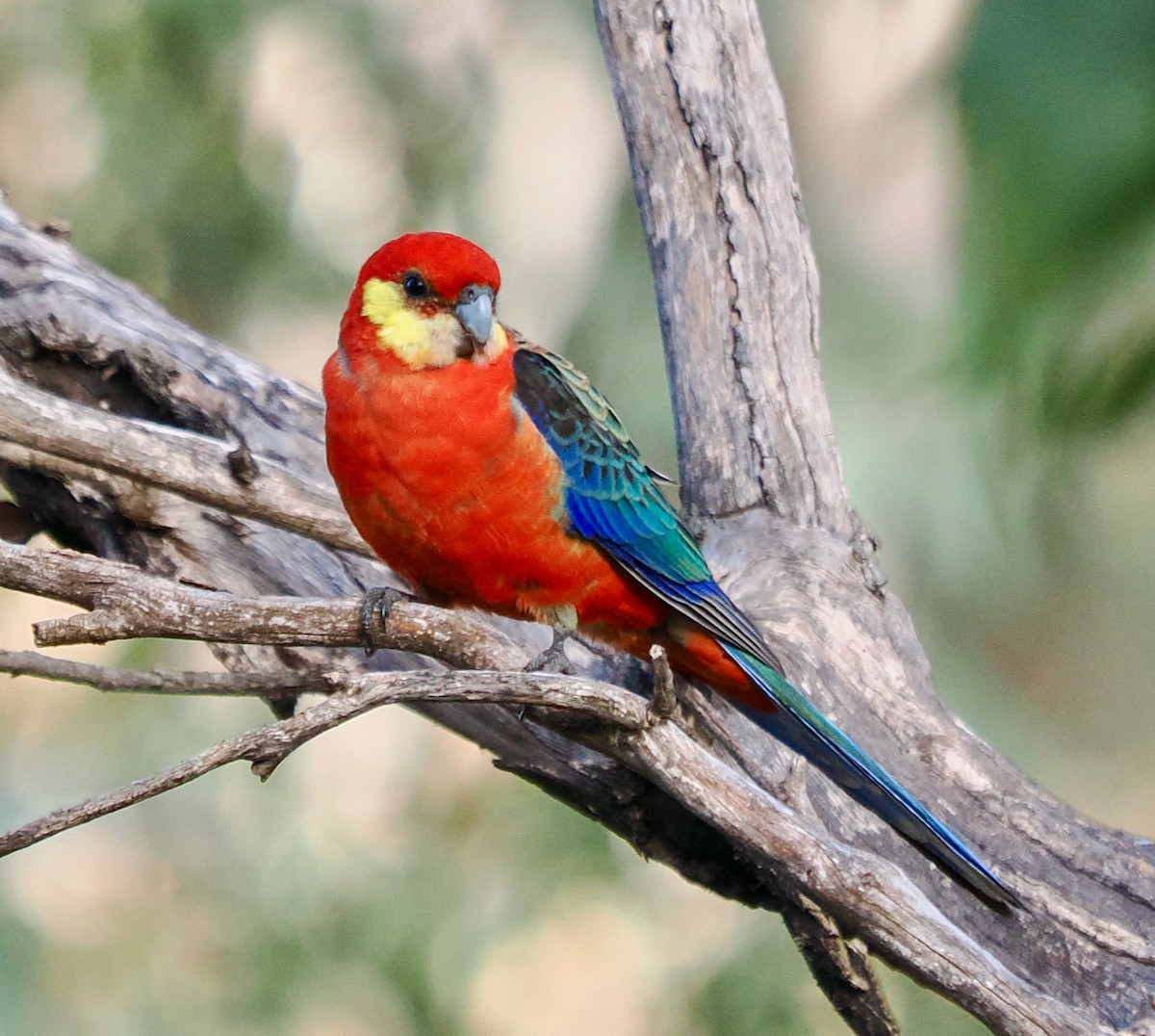 Western Rosella - Ken Glasson