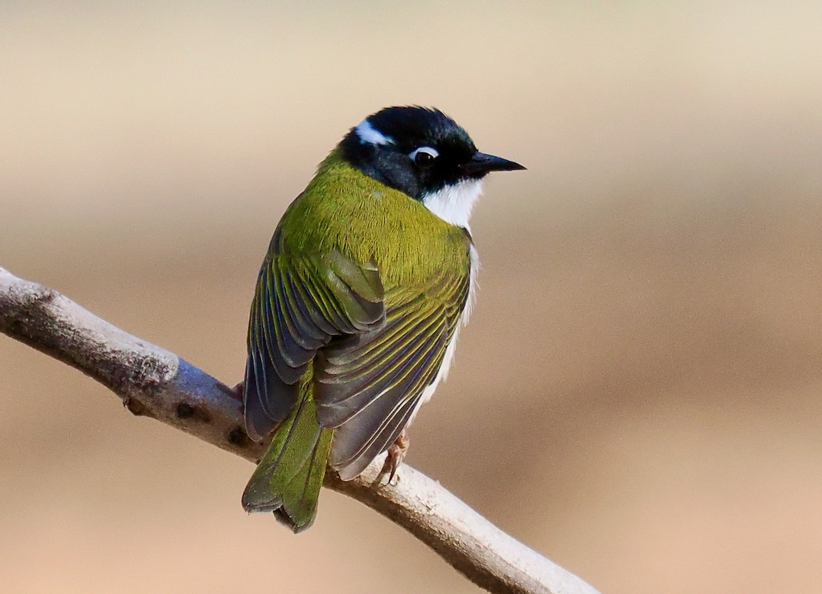 Gilbert's Honeyeater - ML619018487