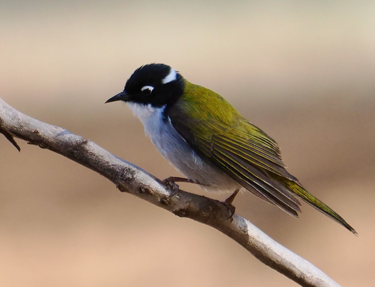 Gilbert's Honeyeater - ML619018489