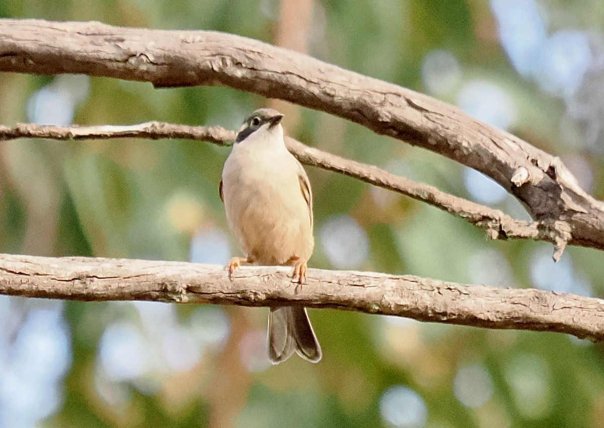 Brown-headed Honeyeater - ML619018496