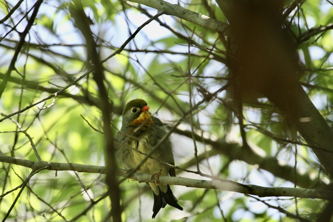 Red-billed Leiothrix - ML619018498