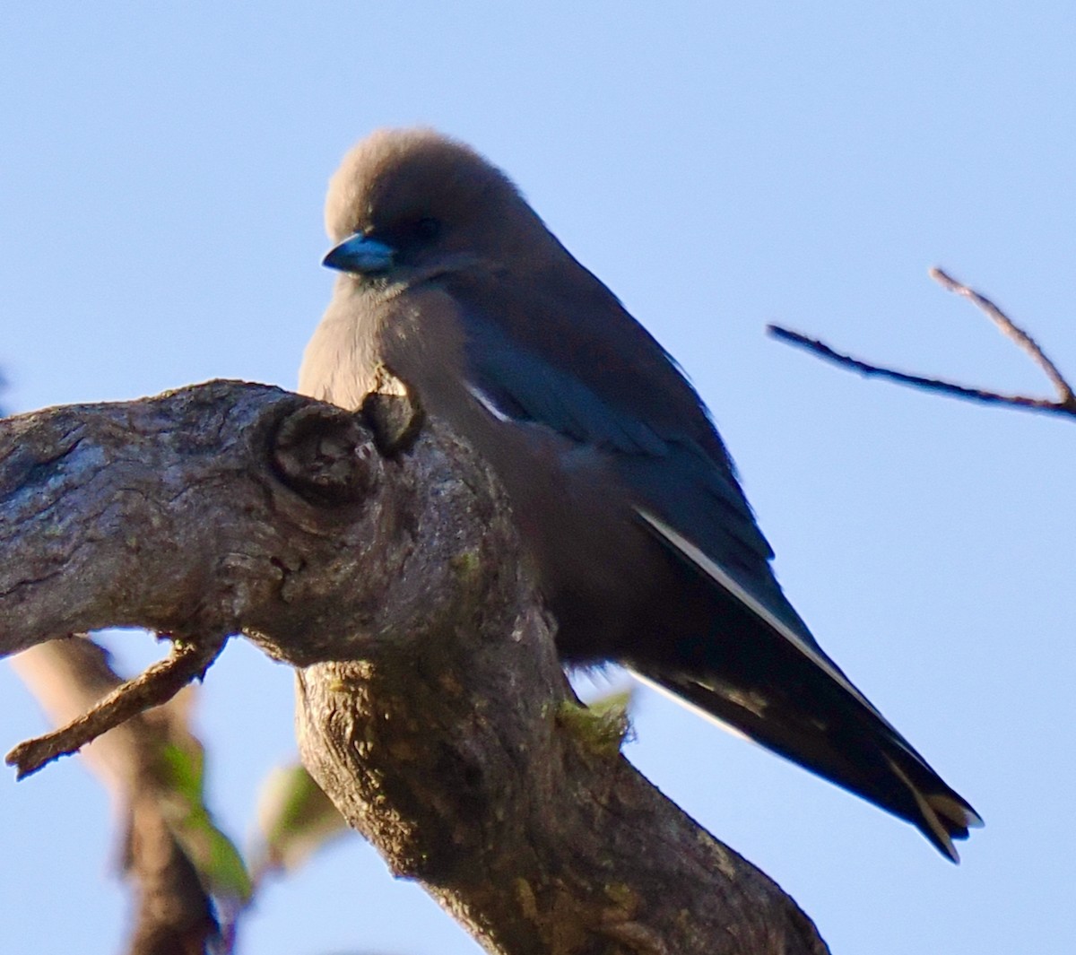 Dusky Woodswallow - ML619018500