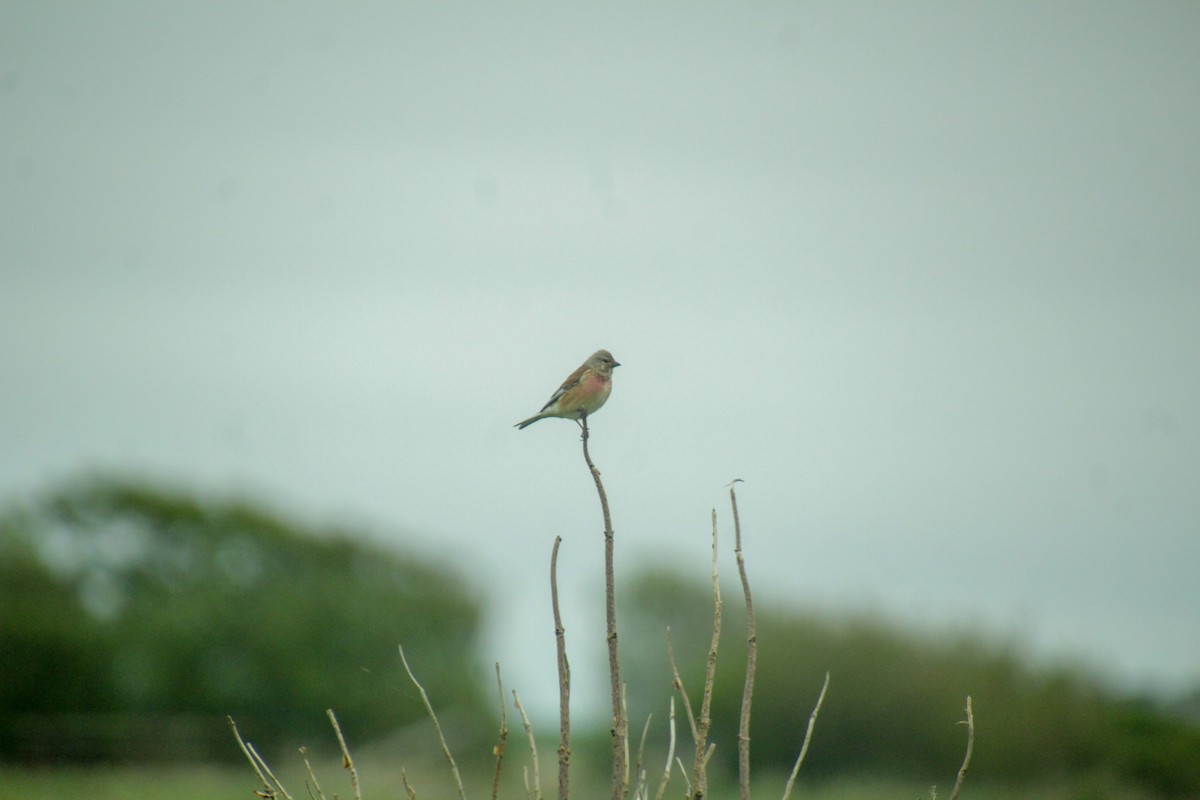 Eurasian Linnet - Guillaume Calcagni