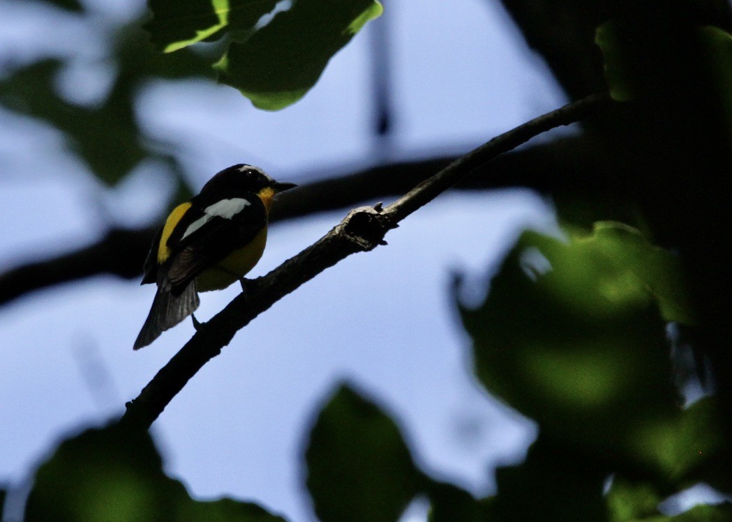 Yellow-rumped Flycatcher - ML619018509