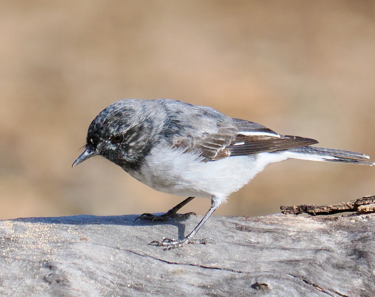 Petroica Encapuchada - ML619018518