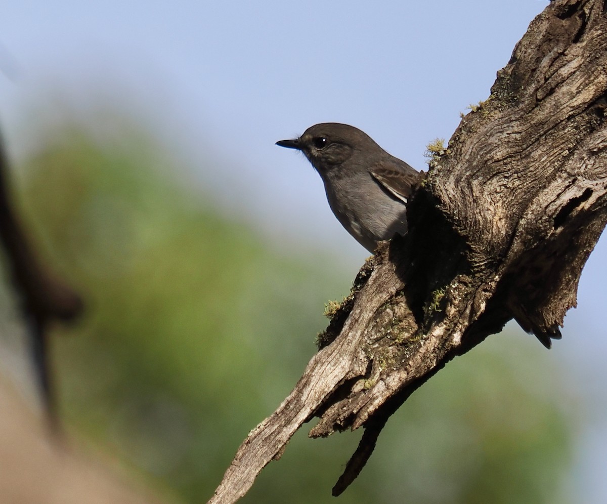 Hooded Robin - Ken Glasson