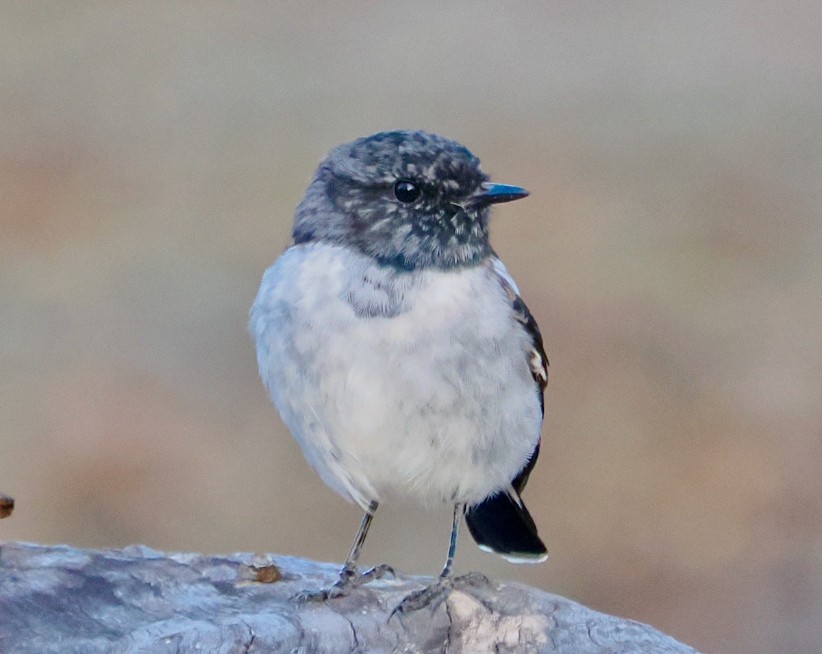 Hooded Robin - Ken Glasson