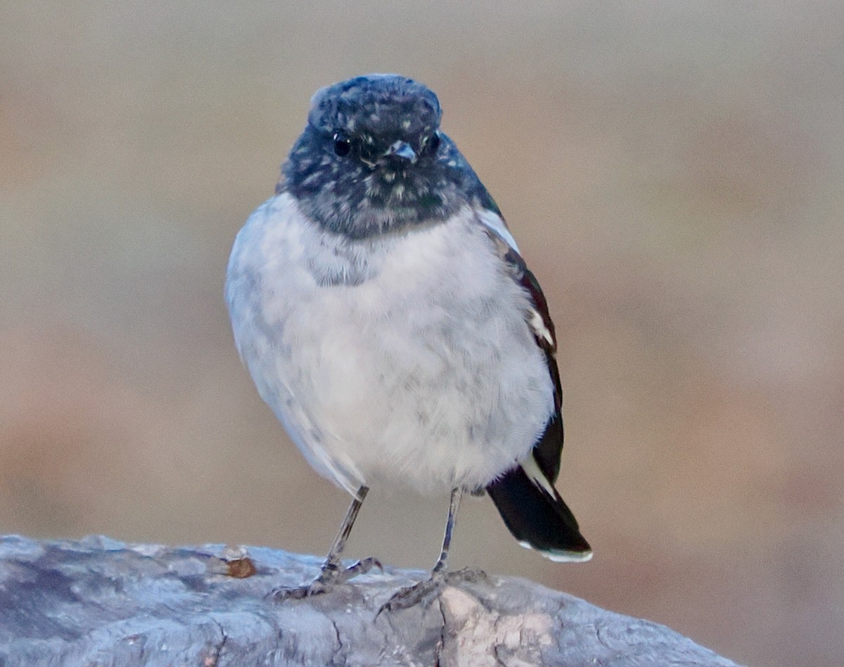 Hooded Robin - Ken Glasson