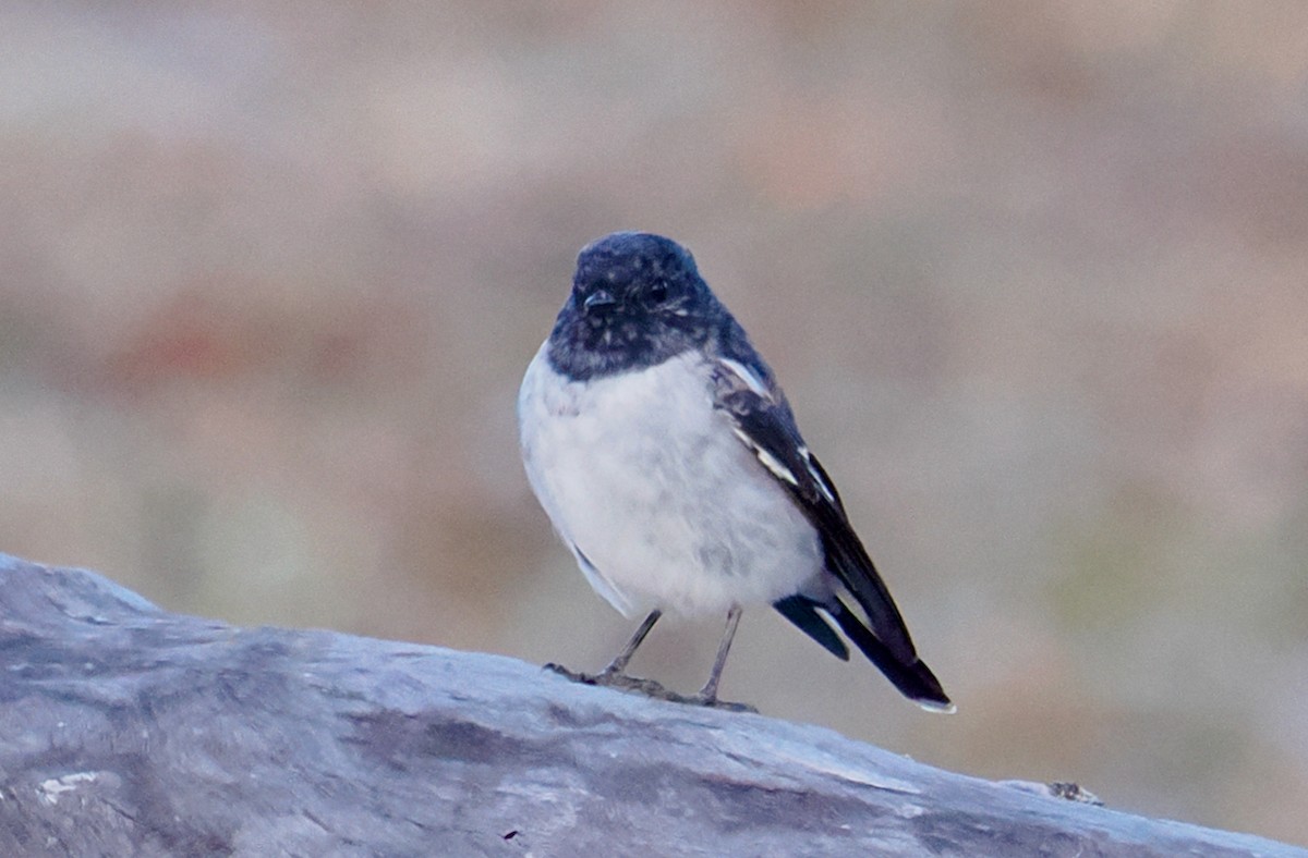 Hooded Robin - ML619018525