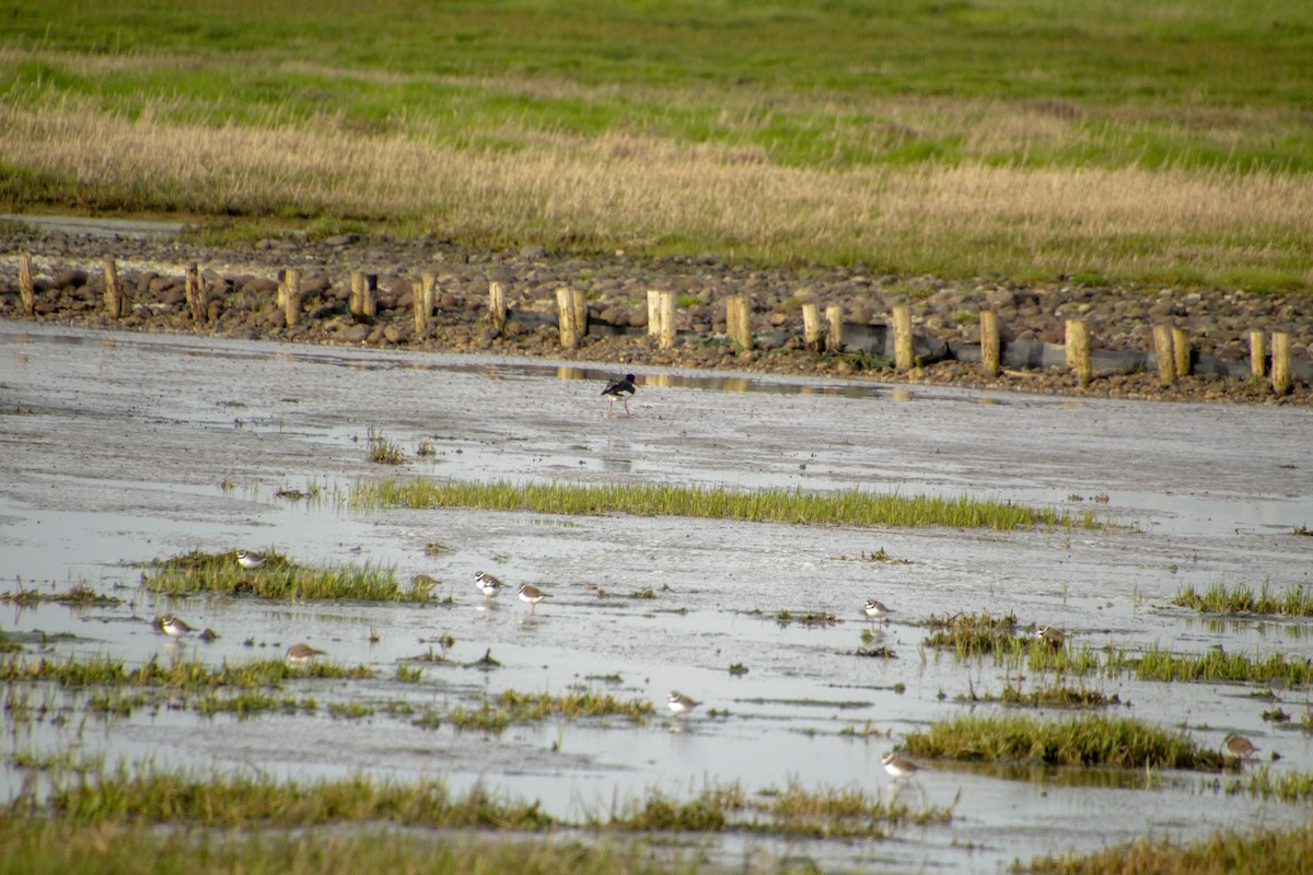 Eurasian Oystercatcher - ML619018540