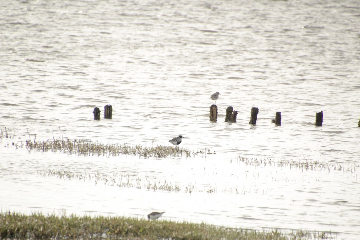 Black-bellied Plover - ML619018541