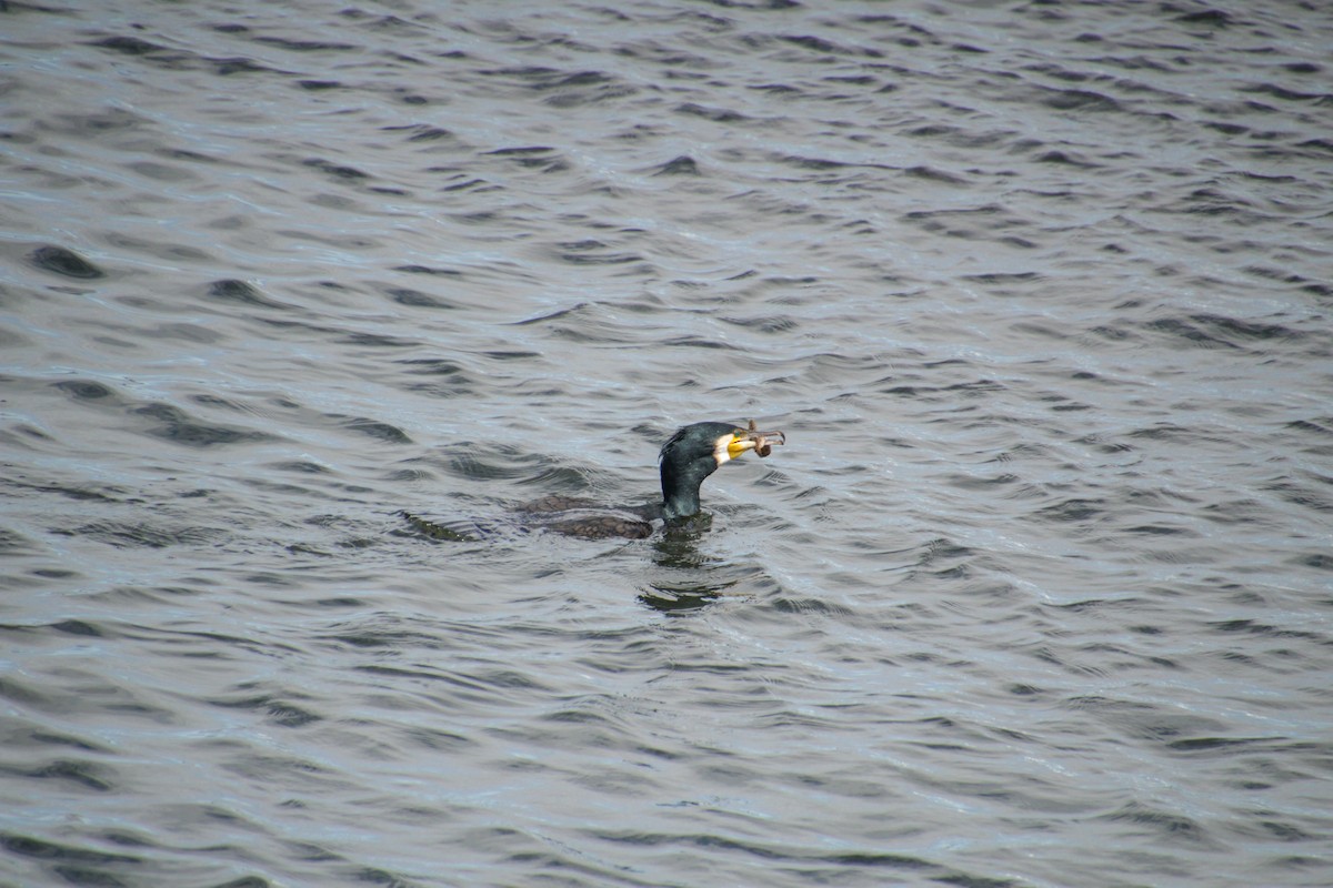 Great Cormorant - Guillaume Calcagni