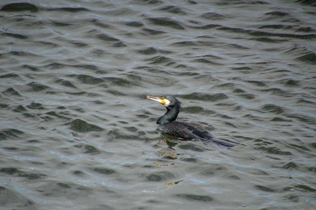 Cormorán Grande - ML619018599