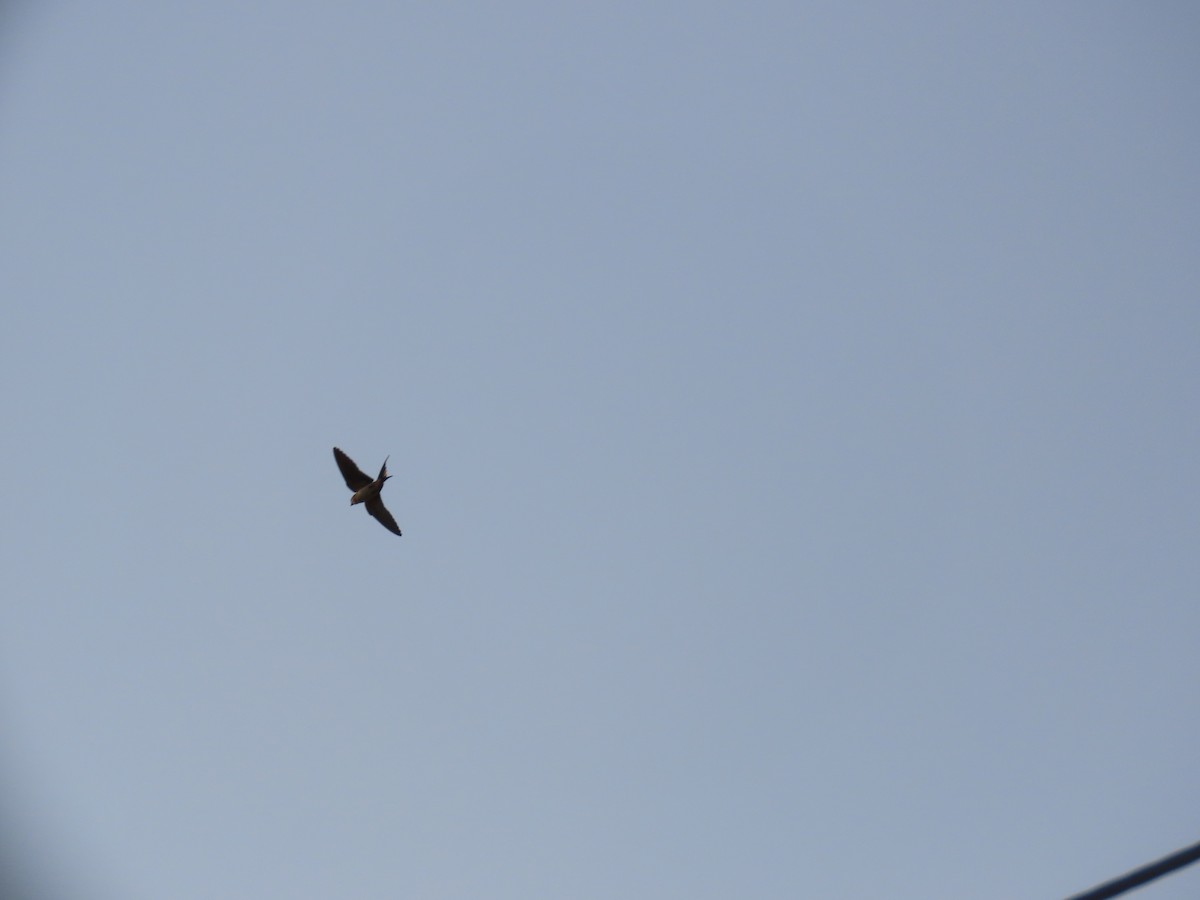 Asian Palm Swift - Shilpa Gadgil