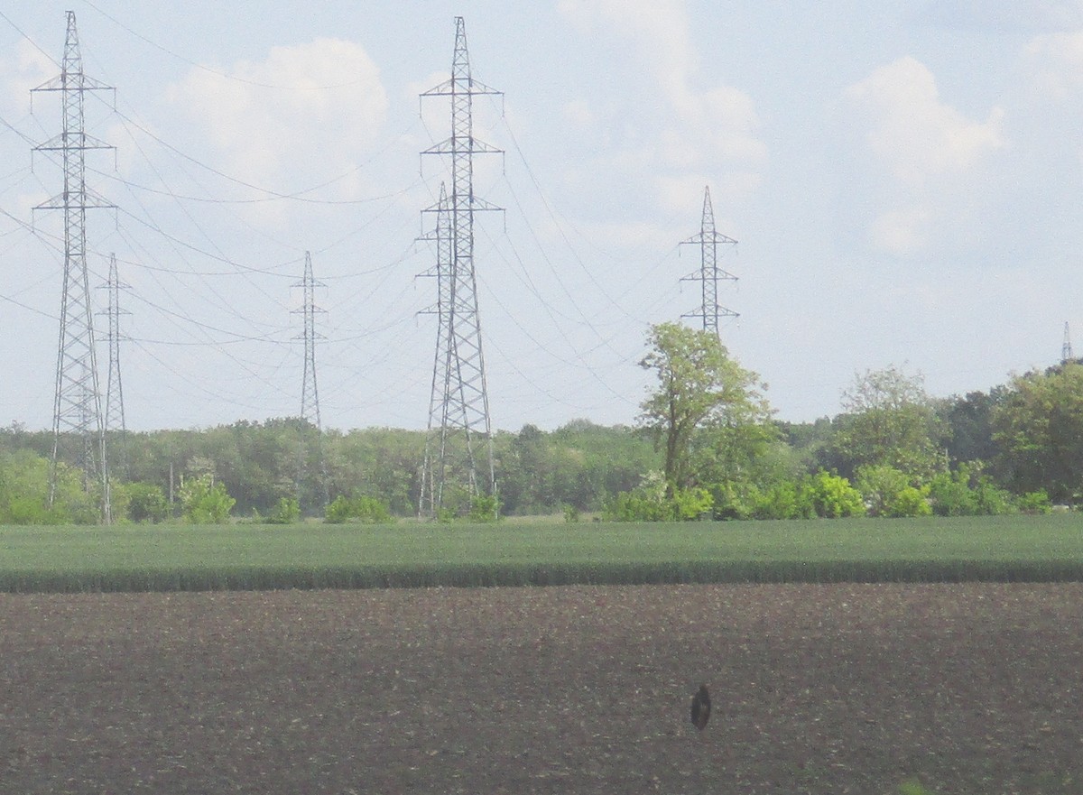 Black Stork - ML619018625